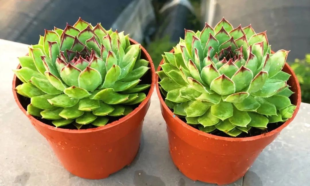 冬天好養活的多肉_冬天好養的多肉有哪些品種_冬天最好養的多肉植物