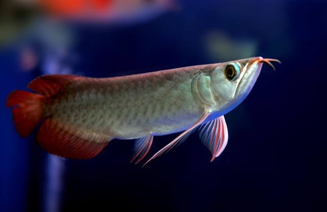 賣觀賞魚違法嗎_賣魚觀賞魚_如何賣觀賞魚