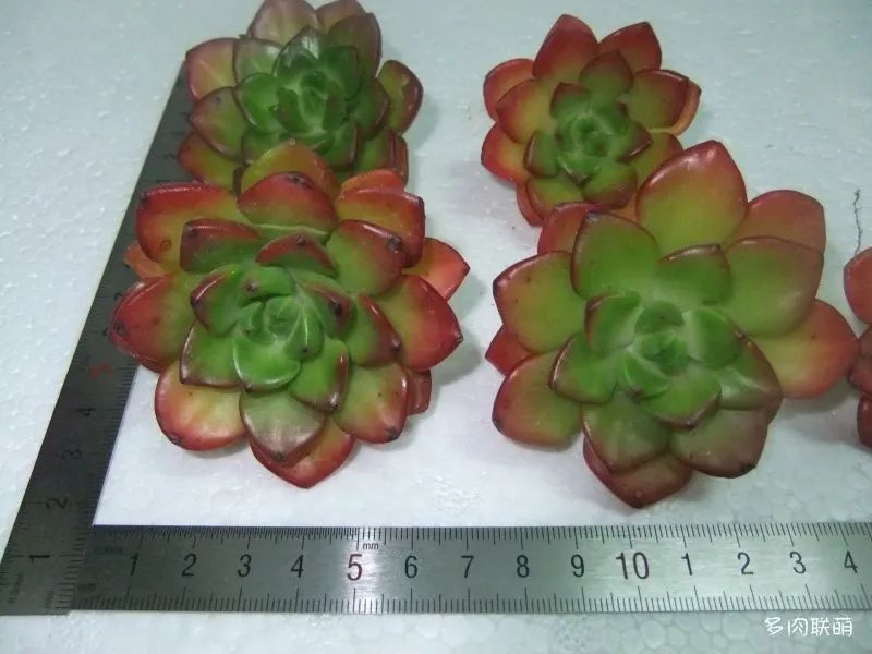 冬養活多肉容易天天澆水嗎_冬天養多肉容易活嗎_冬養活多肉容易天天死嗎