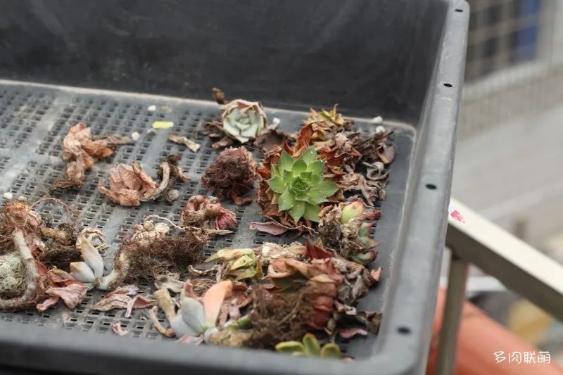 冬天養多肉容易活嗎_冬養活多肉容易天天澆水嗎_冬養活多肉容易天天死嗎