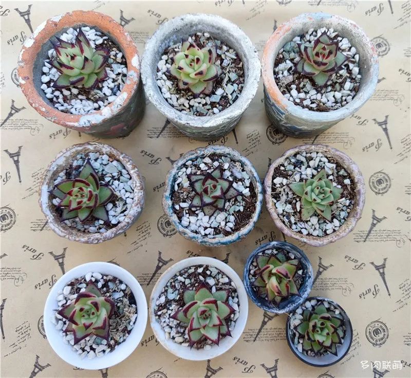 冬養活多肉容易天天澆水嗎_冬養活多肉容易天天死嗎_冬天養多肉容易活嗎