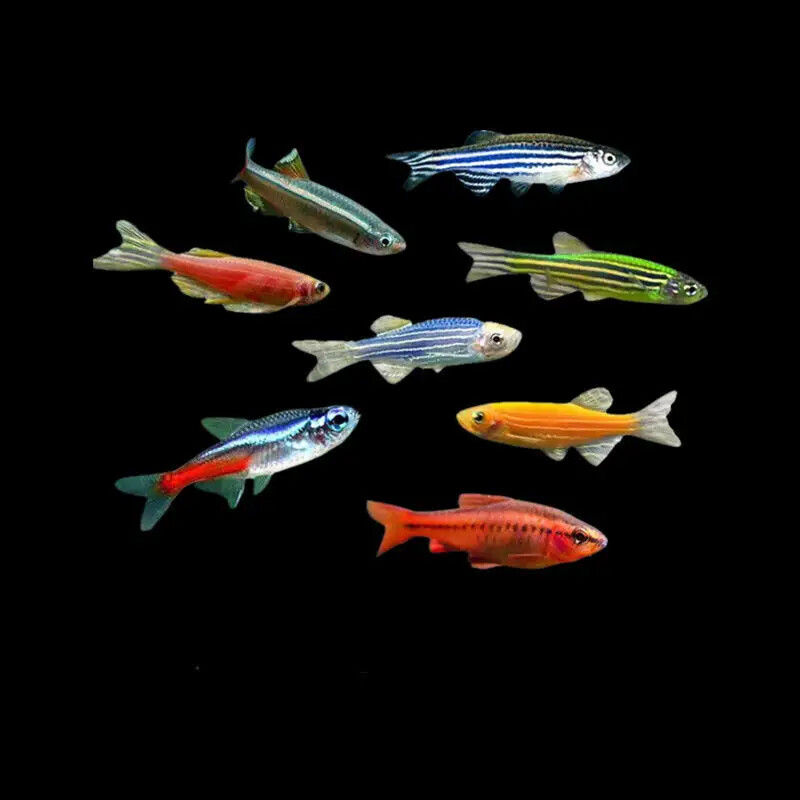 抖音觀賞魚屬于什么類目？抖音觀賞魚報白需