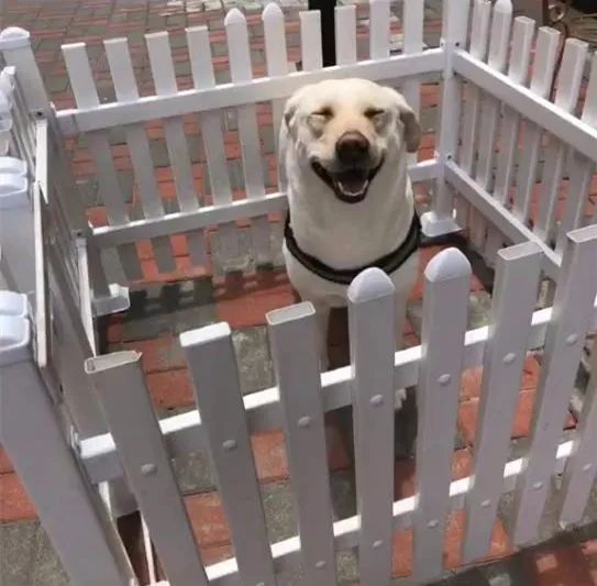 ??拉布拉多能預測天氣？要下雨狗狗就發抖