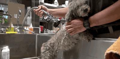 撿狗回家有忌諱嗎_撿忌諱狗回家有什么講究_撿忌諱狗回家有什么說法