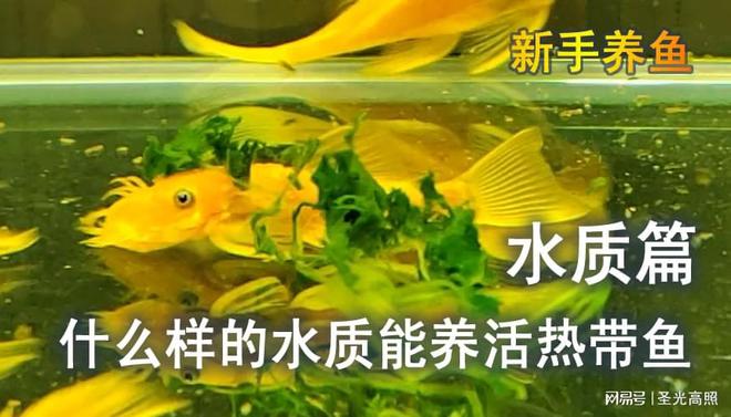 養魚先養水，什么樣的水質能養活觀賞魚，避
