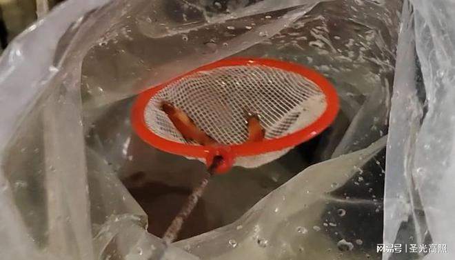 觀賞養魚水用什么水好_養觀賞魚用啥水_觀賞養魚水用什么消毒