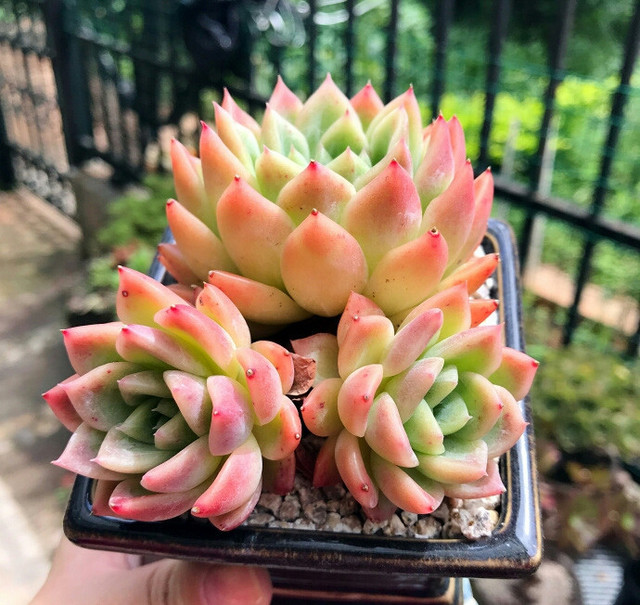 粗桿多肉_多肉怎么養的粗壯_多肉粗樁怎么養成