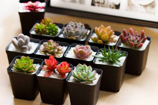 粗桿多肉_多肉粗樁怎么養成_多肉怎么養的粗壯