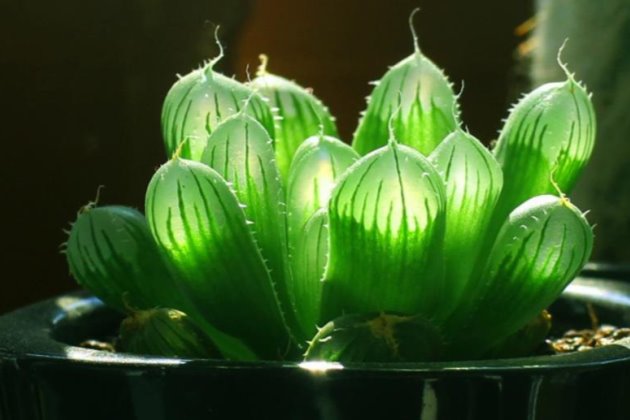 冬天怎樣栽多肉_冬天怎么栽多肉_多肉冬天種植注意事項