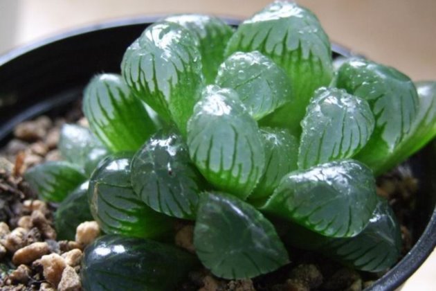 冬天怎樣栽多肉_冬天怎么栽多肉_多肉冬天種植注意事項