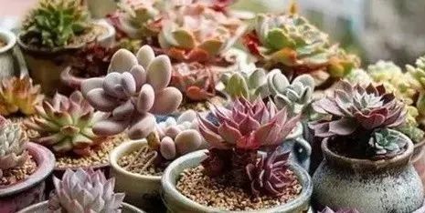 冬天怎么種多肉_多肉冬天的養殖方法和注意事項_多肉冬天種植注意事項
