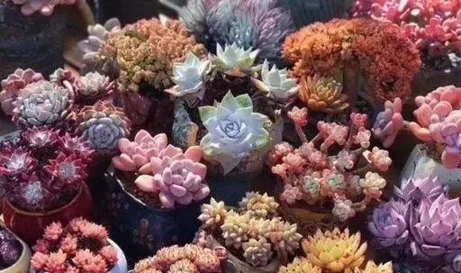 多肉冬天種植注意事項_冬天怎么種多肉_多肉冬天的養殖方法和注意事項