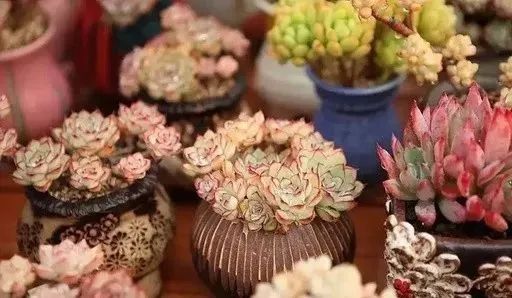 多肉冬天種植注意事項_冬天怎么種多肉_多肉冬天的養殖方法和注意事項