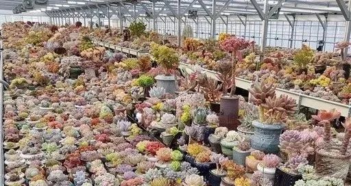 多肉冬天種植注意事項_冬天怎么種多肉_多肉冬天的養殖方法和注意事項