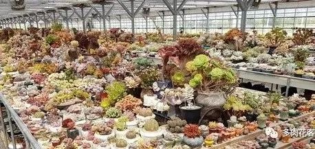 多肉冬天種植注意事項_多肉冬天的養殖方法和注意事項_冬天怎么種多肉