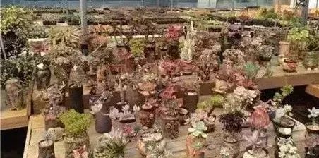 冬天怎么種多肉_多肉冬天種植注意事項_多肉冬天的養殖方法和注意事項