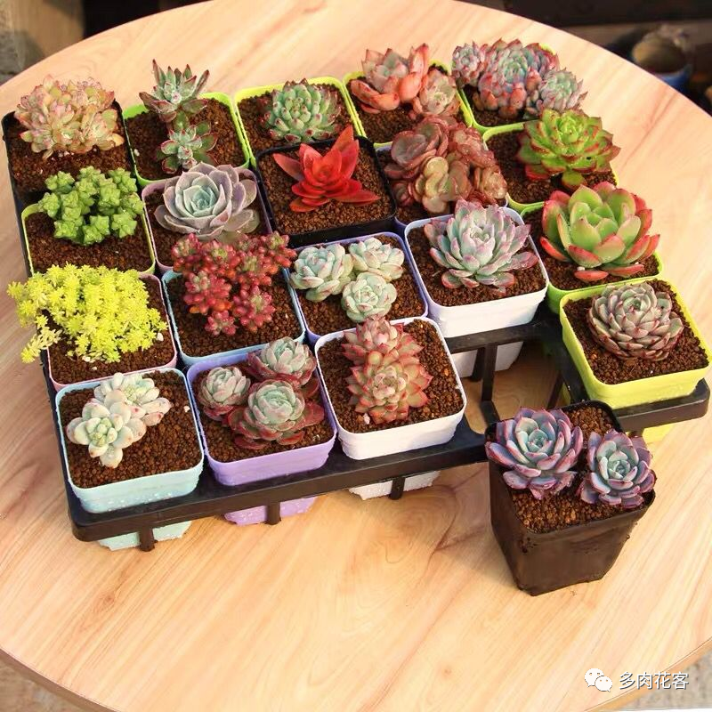 多肉冬天種植注意事項_多肉冬天的養殖方法和注意事項_冬天怎么種多肉