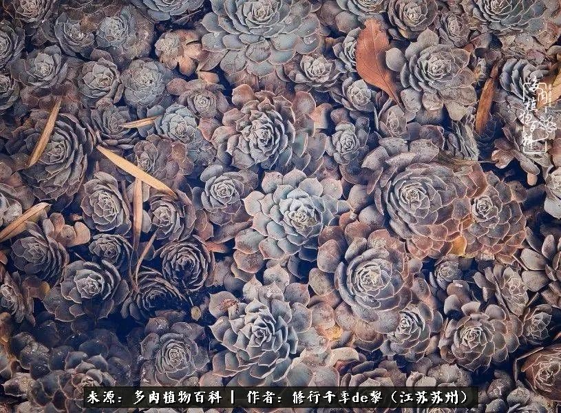 多肉暗冰怎么養_暗冰多肉怎么養_多肉暗冰貴嗎