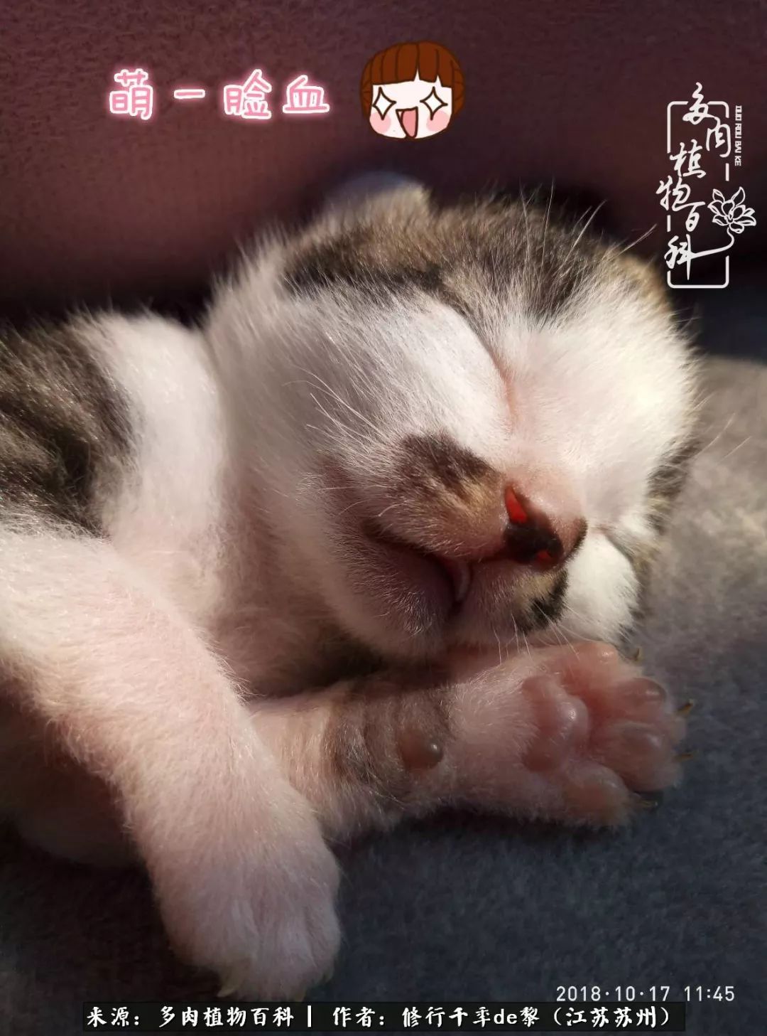 多肉暗冰貴嗎_暗冰多肉怎么養_多肉暗冰怎么養