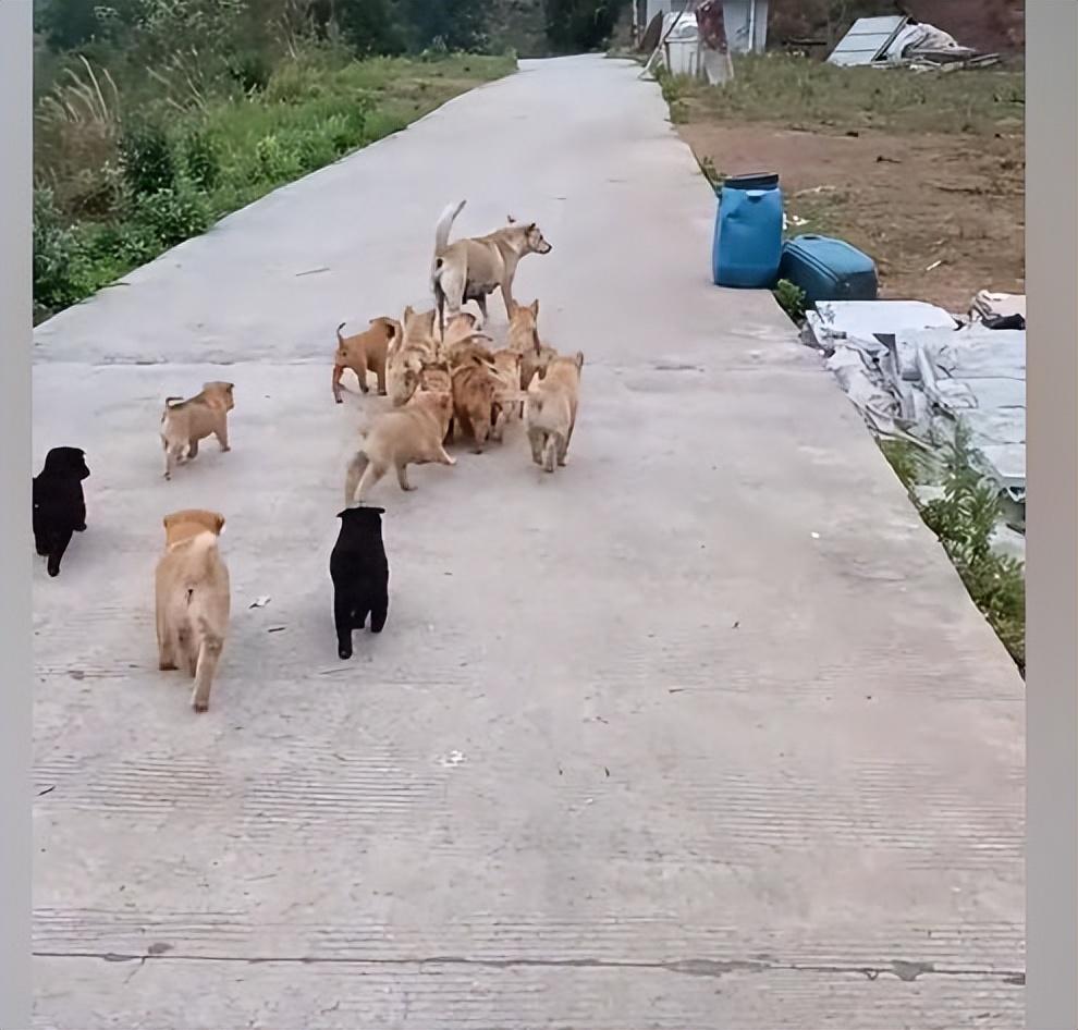 模擬動物人生2獅子生崽過程_小狗幾個月生小狗崽_傾城狂妃強撩魔皇生崽