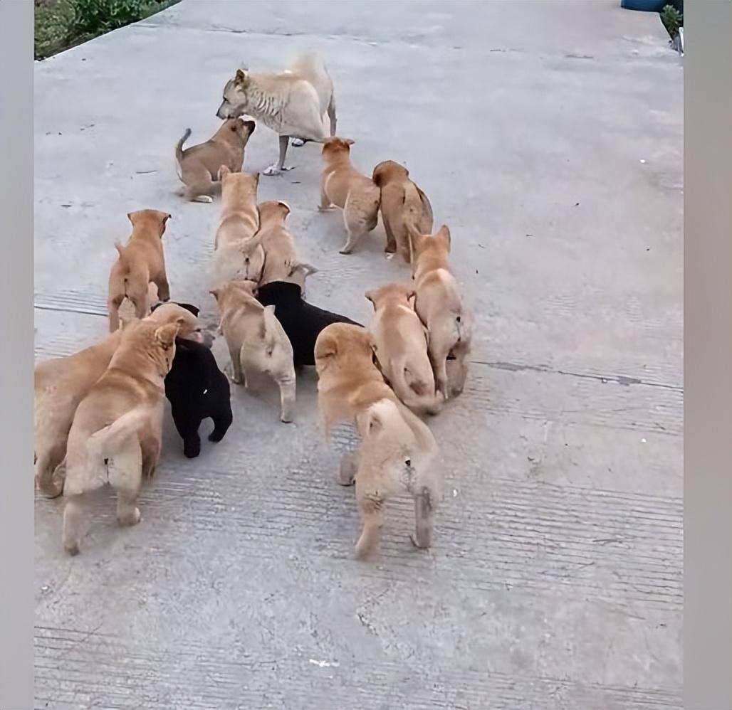 小狗幾個月生小狗崽_傾城狂妃強撩魔皇生崽_模擬動物人生2獅子生崽過程