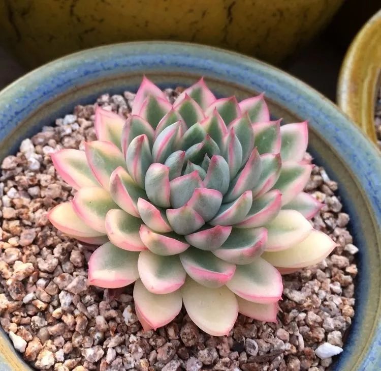 你知道嗎，多肉出錦有技巧！原來這種肉肉最