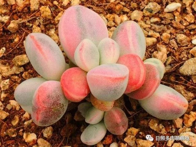 多肉錦怎么形成_多肉出錦的方法_怎么養出錦的多肉