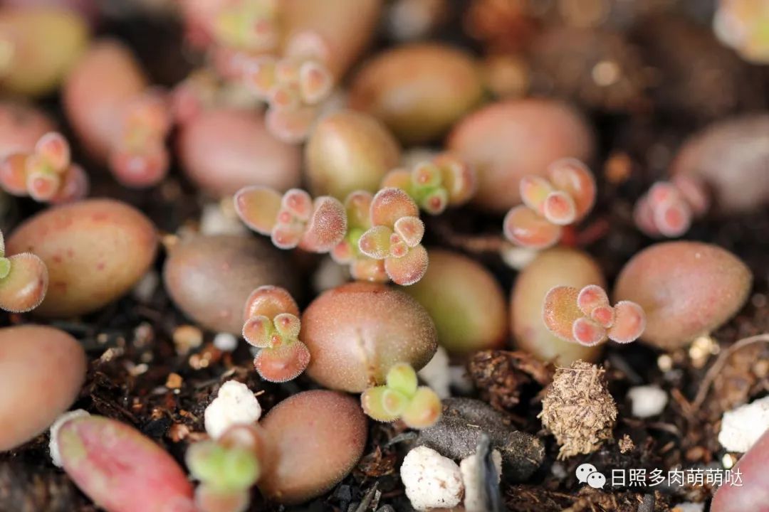 多肉錦怎么形成_多肉出錦的方法_怎么養出錦的多肉