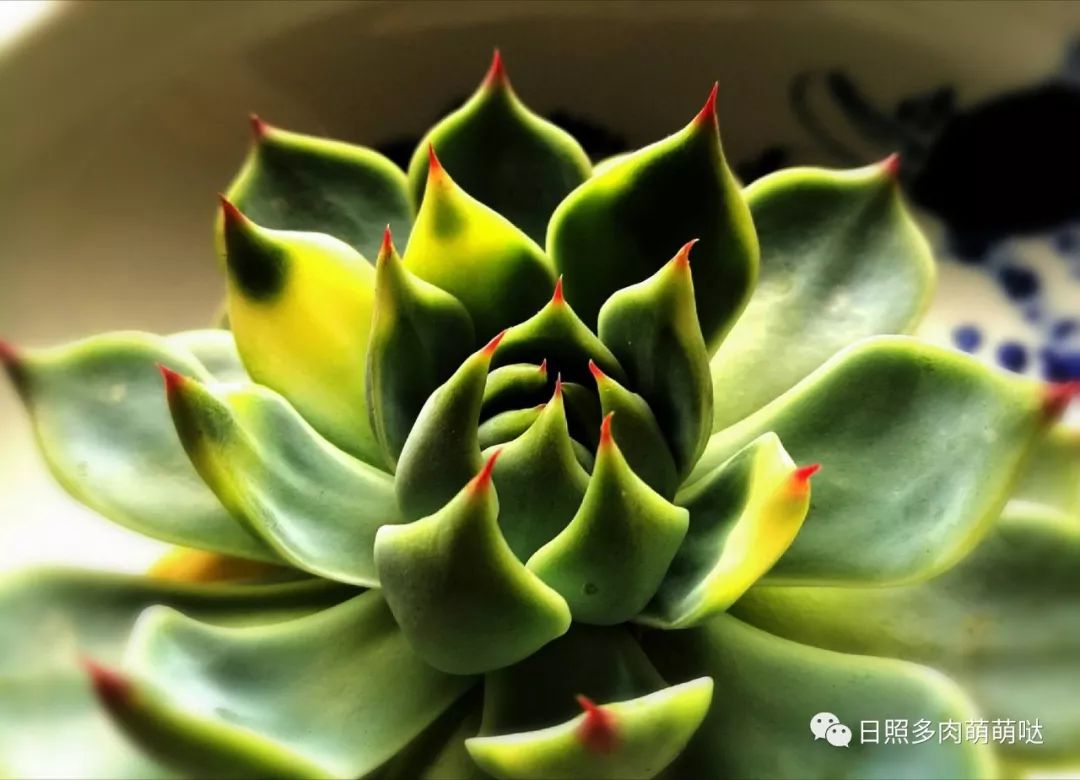 多肉出錦的方法_多肉錦怎么形成_怎么養出錦的多肉