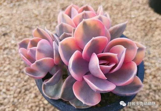 怎么養出錦的多肉_多肉出錦的方法_多肉錦怎么形成