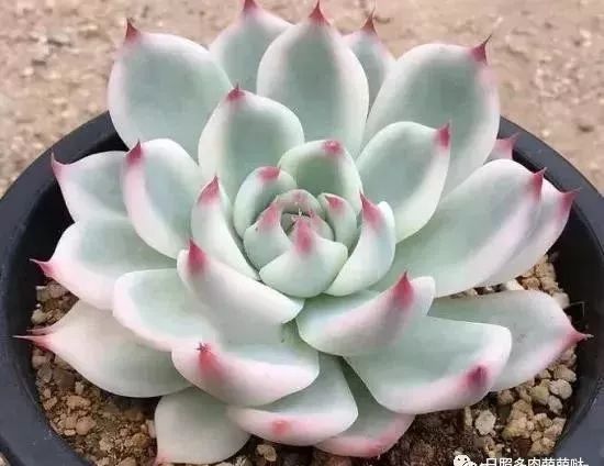 多肉錦怎么形成_多肉出錦的方法_怎么養出錦的多肉