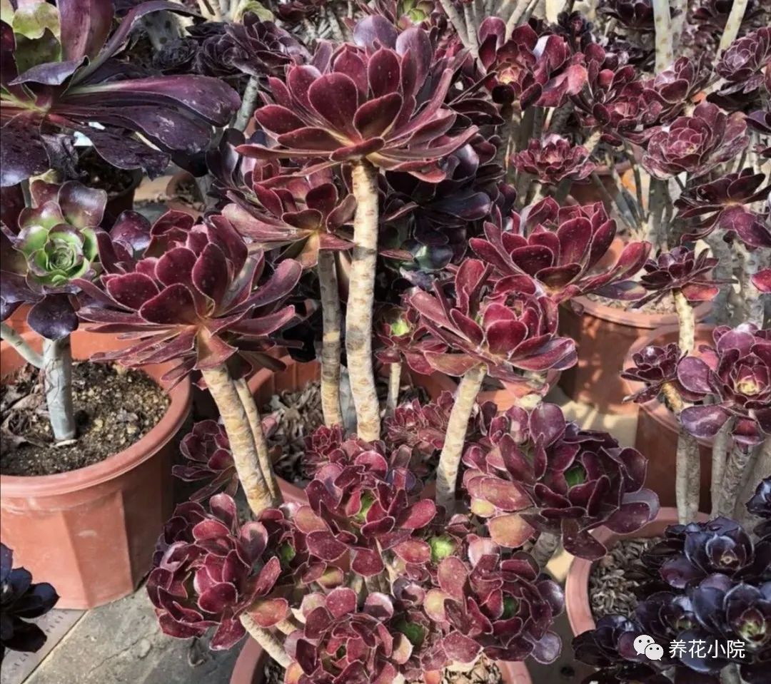 多肉黑法師的價(jià)格_多肉黑法師多少錢一盆_多肉黑法師好養(yǎng)嗎