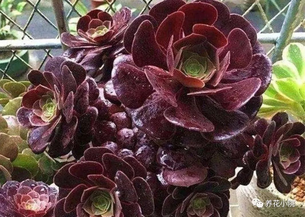 多肉黑法師多少錢一盆_多肉黑法師好養(yǎng)嗎_多肉黑法師的價(jià)格