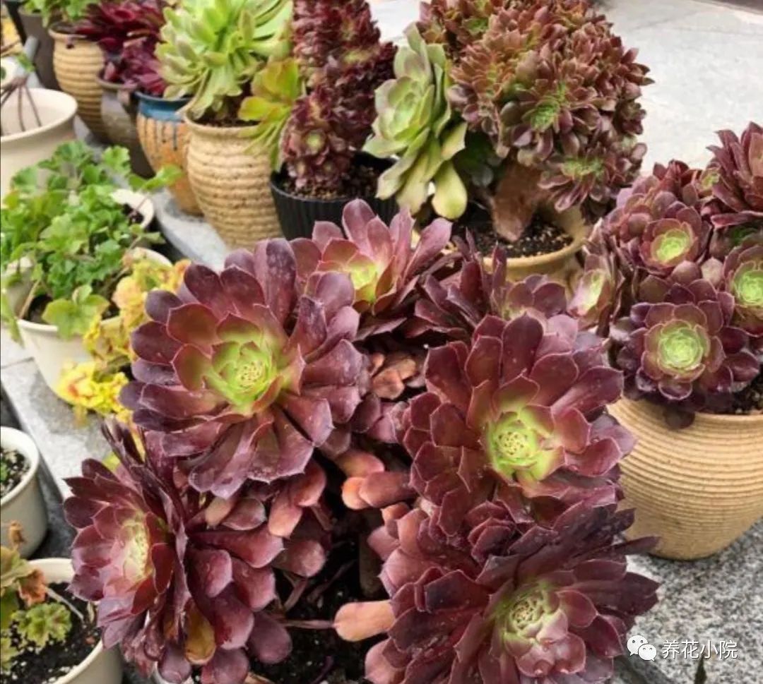 多肉黑法師好養(yǎng)嗎_多肉黑法師的價(jià)格_多肉黑法師多少錢一盆