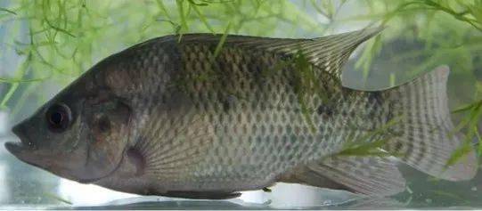 羅非魚(yú)是觀賞魚(yú)嗎_觀賞魚(yú)羅非魚(yú)是什么魚(yú)_觀賞魚(yú)羅非魚(yú)是淡水魚(yú)嗎