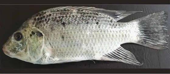 觀賞魚(yú)羅非魚(yú)是淡水魚(yú)嗎_羅非魚(yú)是觀賞魚(yú)嗎_觀賞魚(yú)羅非魚(yú)是什么魚(yú)