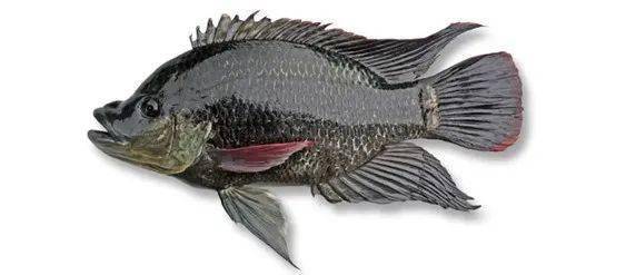 觀賞魚(yú)羅非魚(yú)是什么魚(yú)_觀賞魚(yú)羅非魚(yú)是淡水魚(yú)嗎_羅非魚(yú)是觀賞魚(yú)嗎