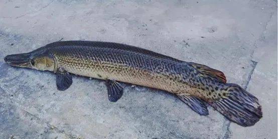 觀賞魚(yú)羅非魚(yú)是淡水魚(yú)嗎_羅非魚(yú)是觀賞魚(yú)嗎_觀賞魚(yú)羅非魚(yú)是什么魚(yú)