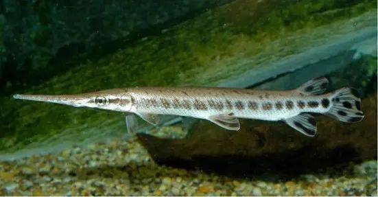 觀賞魚(yú)羅非魚(yú)是什么魚(yú)_羅非魚(yú)是觀賞魚(yú)嗎_觀賞魚(yú)羅非魚(yú)是淡水魚(yú)嗎