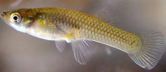 觀賞魚(yú)羅非魚(yú)是淡水魚(yú)嗎_觀賞魚(yú)羅非魚(yú)是什么魚(yú)_羅非魚(yú)是觀賞魚(yú)嗎