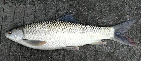 觀賞魚(yú)羅非魚(yú)是淡水魚(yú)嗎_觀賞魚(yú)羅非魚(yú)是什么魚(yú)_羅非魚(yú)是觀賞魚(yú)嗎