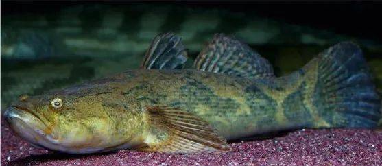 觀賞魚(yú)羅非魚(yú)是什么魚(yú)_觀賞魚(yú)羅非魚(yú)是淡水魚(yú)嗎_羅非魚(yú)是觀賞魚(yú)嗎