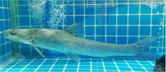 觀賞魚(yú)羅非魚(yú)是什么魚(yú)_觀賞魚(yú)羅非魚(yú)是淡水魚(yú)嗎_羅非魚(yú)是觀賞魚(yú)嗎