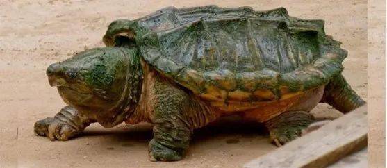 羅非魚(yú)是觀賞魚(yú)嗎_觀賞魚(yú)羅非魚(yú)是淡水魚(yú)嗎_觀賞魚(yú)羅非魚(yú)是什么魚(yú)