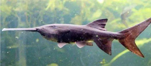 羅非魚(yú)是觀賞魚(yú)嗎_觀賞魚(yú)羅非魚(yú)是淡水魚(yú)嗎_觀賞魚(yú)羅非魚(yú)是什么魚(yú)