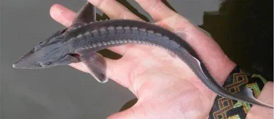 觀賞魚(yú)羅非魚(yú)是淡水魚(yú)嗎_羅非魚(yú)是觀賞魚(yú)嗎_觀賞魚(yú)羅非魚(yú)是什么魚(yú)