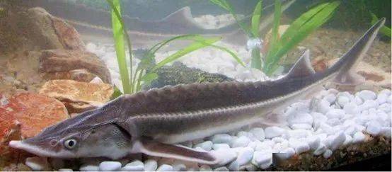 羅非魚(yú)是觀賞魚(yú)嗎_觀賞魚(yú)羅非魚(yú)是淡水魚(yú)嗎_觀賞魚(yú)羅非魚(yú)是什么魚(yú)