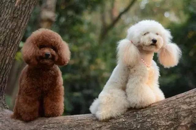 泰迪狗好不好養(yǎng)活_養(yǎng)狗養(yǎng)泰迪好嗎_泰迪狗好養(yǎng)嗎