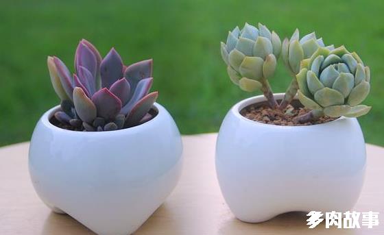 多肉越養越“散”，原因在這里！