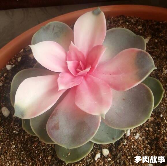 多肉長了很多小頭_頭多肉長很多小疙瘩_頭多肉長很多小白點